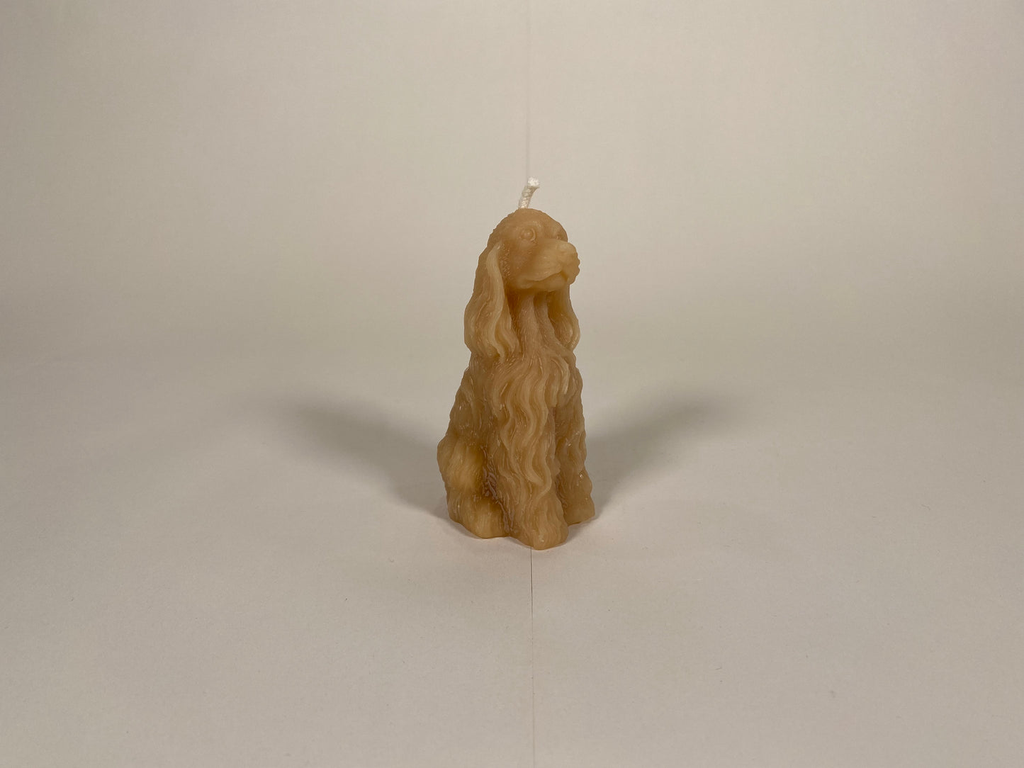 Cocker Spaniel